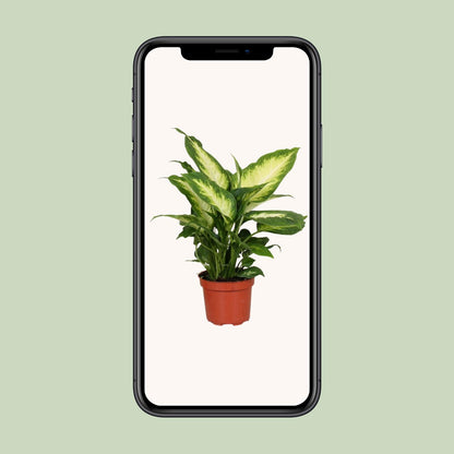 Dieffenbachie – Dieffenbachia Camilla – ↑35 cm – Ø12 cm