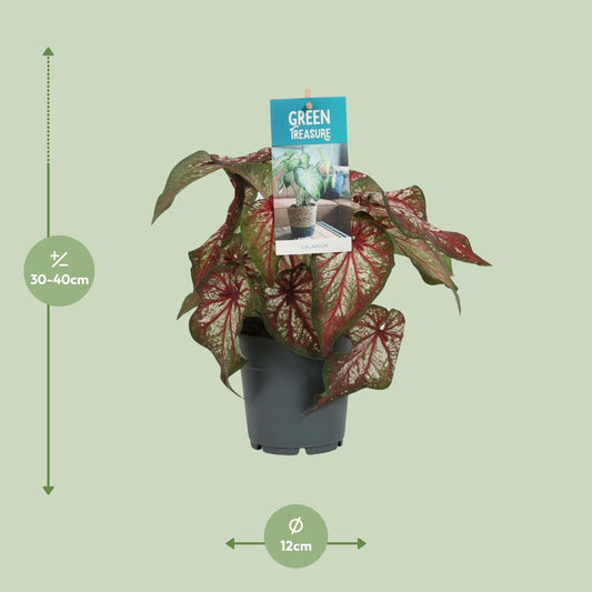 Caladium Bicolor - Ø12cm - ↑25cm