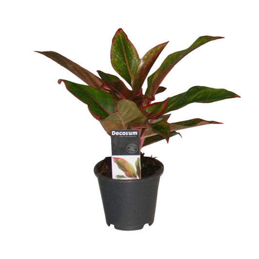 Chinesisches Immergrün – Aglaonema 'Crete' – 50 cm – Ø12 cm - Plantabulous