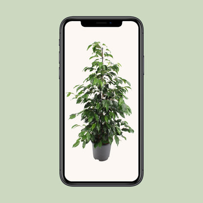 Feigenbaum – Ficus Benjamina 'Danielle' – 95 cm – Ø21 cm - Plantabulous