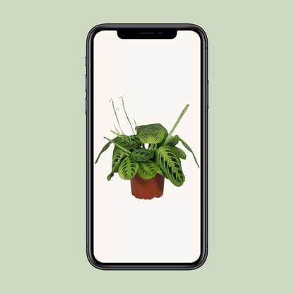 Pfeilwurz – Maranta Leuconeura 'Fascinator Lemon Lime' – ↑30 cm – Ø12 cm
