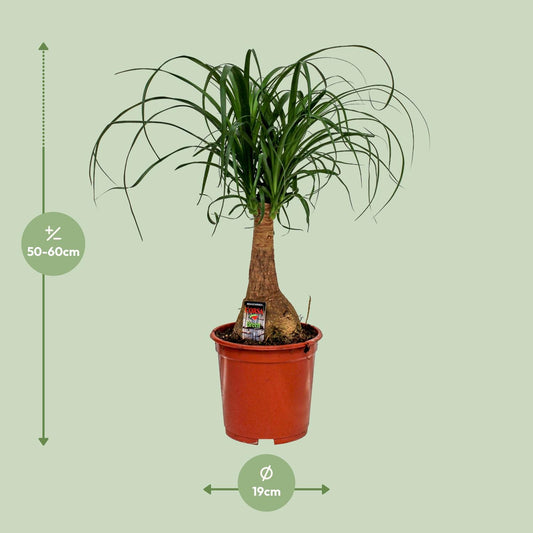 Beaucarnea Nolina - Ø19cm - ↕60cm - Plantabulous