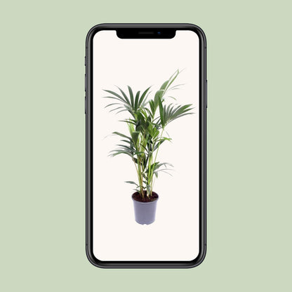 Kentia-Palme – Howea Forsteriana – ↑120 cm – Ø21 cm