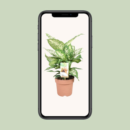 Dieffenbachie – Dieffenbachia Compacta – ↑45 cm – Ø17 cm