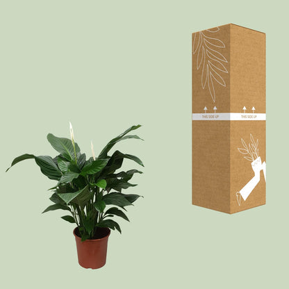 Spathiphyllum Sweet Silvana - Ø24cm - ↕80cm - Plantabulous
