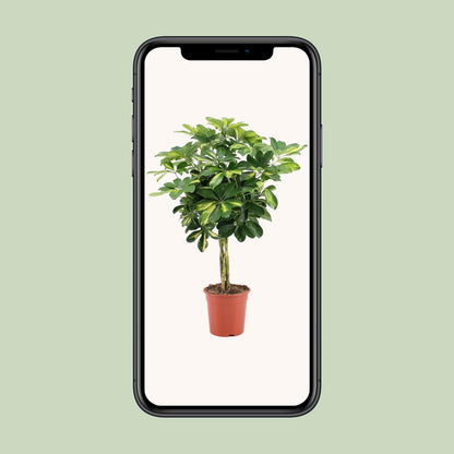 Schefflera Arboricola Gold Capella - Ø19cm - ↕75cm - Plantabulous
