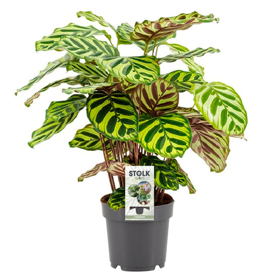 Calathea Makoyana - Ø14cm - ↕45cm - Plantabulous