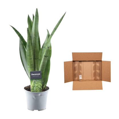 Bogenhanf – Sansevieria trifasciata 'Spearmint' – 45 cm – Ø12 cm - Plantabulous