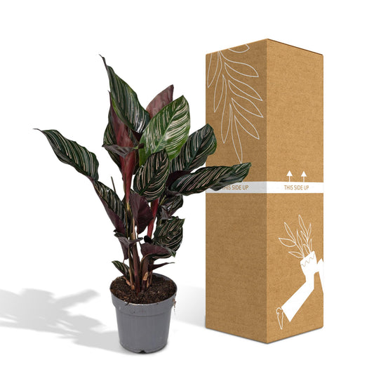 Korbmarante – Calathea ornata – 50 cm – Ø14 cm - Plantabulous