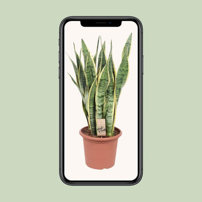 Bogenhanf – Sansevieria Trifasciata Laurentii – ↑85 cm – Ø25 cm