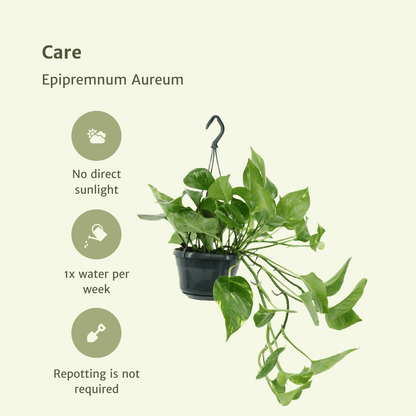 Pflanzen Set – 2 Pflanzen – Efeutute – Epipremnum 'Aureum' (Scindapsus) – ↑25 cm – Ø15 cm
