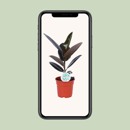 Ficus Elastica Abidjan - Ø17cm - ↕55cm - Plantabulous