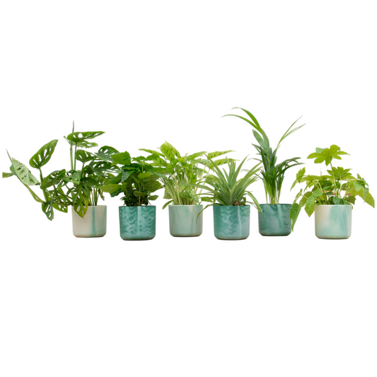 Überraschungsbox – 6 Pflanzen (inkl. Topf) – Ø14 cm - Plantabulous