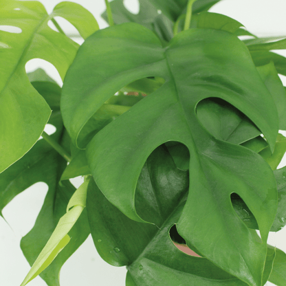 Pflanzen Set – 2 Pflanzen – Lochpflanze – Monstera 'Minima' – ↑30 cm – Ø15 cm