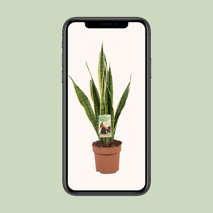 Bogenhanf – Sansevieria Trifasciata 'Laurentii' – ↑60 cm – Ø17 cm