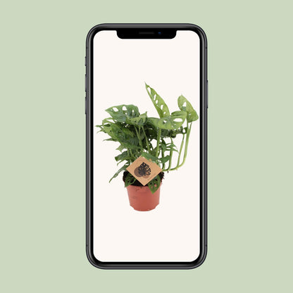 Monstera Monkey - Ø12cm - ↕30cm - Plantabulous