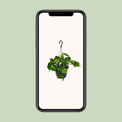 Philodendron Scandens Brasil - Ø15cm - ↕35cm - Plantabulous