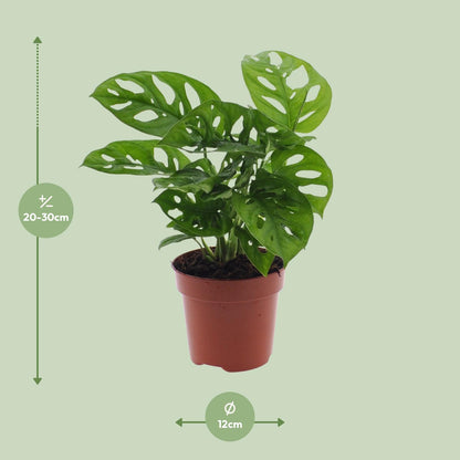 Fensterblatt – Monstera adansonii 'Monkey Leaf' – 30 cm – Ø12 cm - Plantabulous