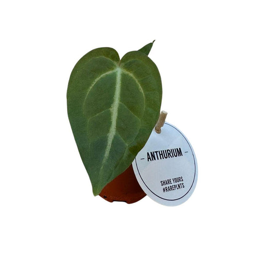 Anthurium Magnificum - Ø6cm - ↕20cm - Plantabulous