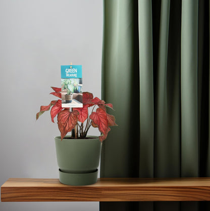 Caladium Rood - Ø12cm - ↑25cm