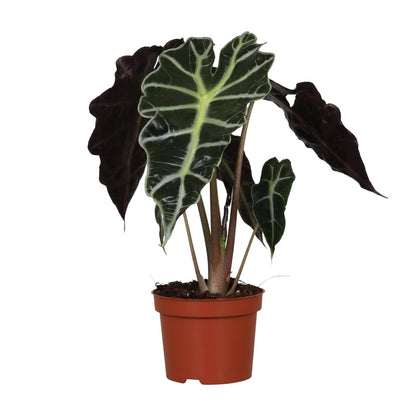 Pfeilblatt – Alocasia Amazonica 'Polly' – ↑30 cm – Ø12 cm