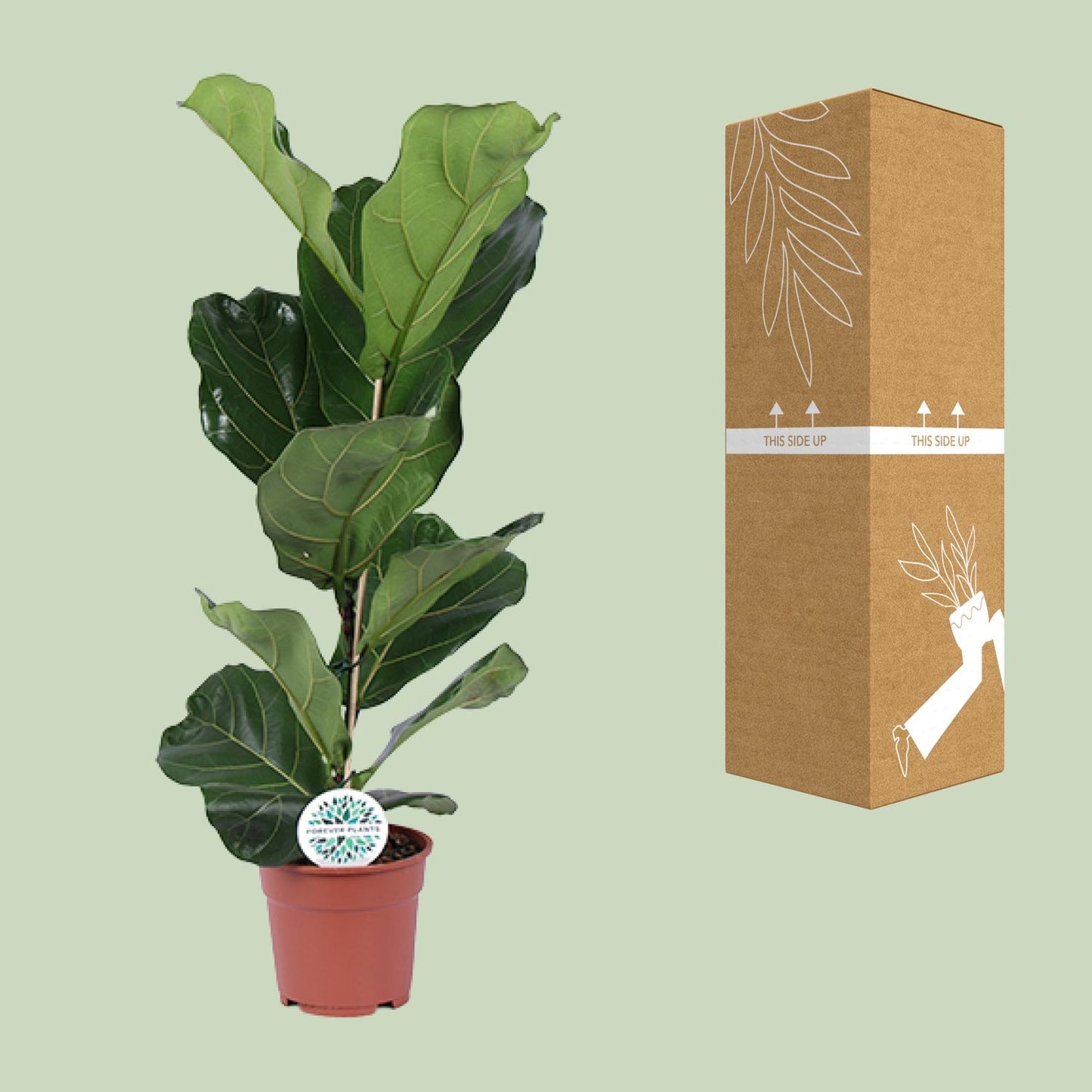 Ficus Lyrata - Ø17cm - ↕60cm - Plantabulous