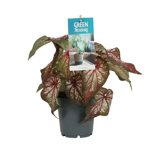 Caladium Bicolor - Ø12cm - ↑25cm