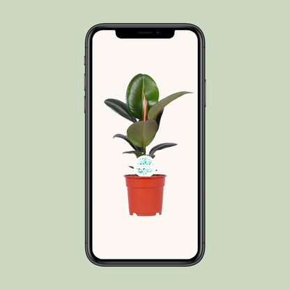 Gummibaum – Ficus Elastica 'Robusta' - ↑35-85 cm - Ø12-27 cm