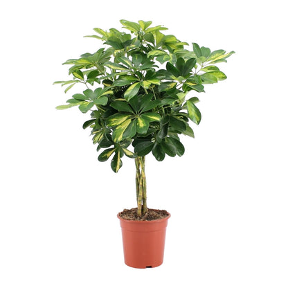 Schefflera Arboricola Gold Capella - Ø19cm - ↕75cm - Plantabulous