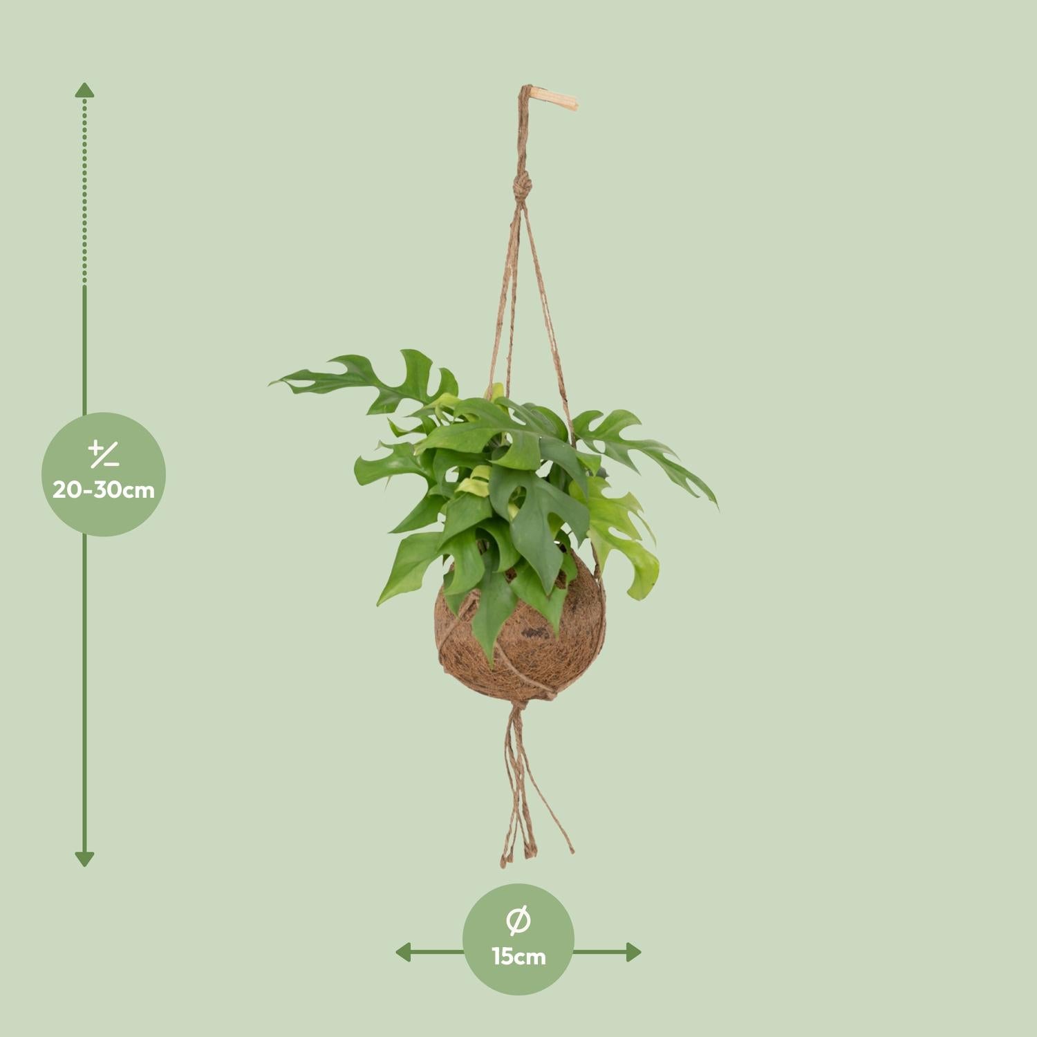 Lochpflanze – Kokodama Monstera Minima - Rhaphidophora tetrasperma – 25 cm – Ø15 cm - Plantabulous