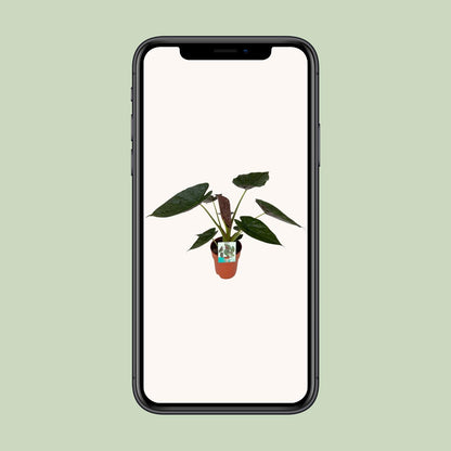 Pfeilblatt – Alocasia Wentii – ↑85 cm – Ø19 cm