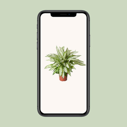 Schweigrohr – Dieffenbachia 'Vesuvius' – ↑80 cm – Ø27 cm