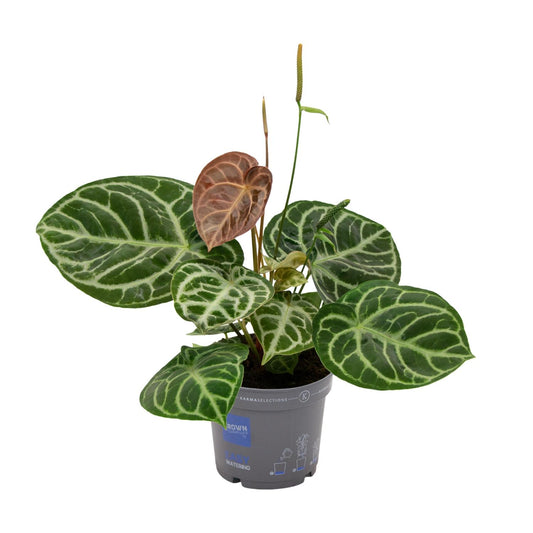 Flamingoblume – Anthurium 'Crystal Hybride Compact' – ↑40 cm – Ø17 cm