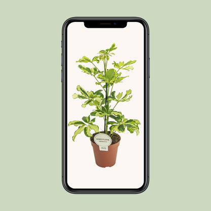 Schefflera Charlotte - Ø13cm - ↕45cm - Plantabulous