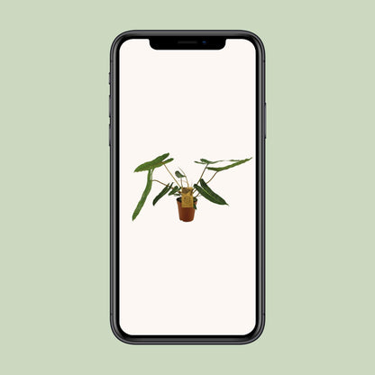 Philodendron Billetiae - Ø15cm - ↕50cm - Plantabulous