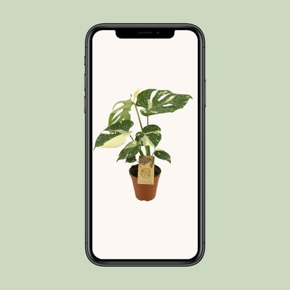 Monstera Thai Constellation - Ø15cm - ↕50cm - Plantabulous
