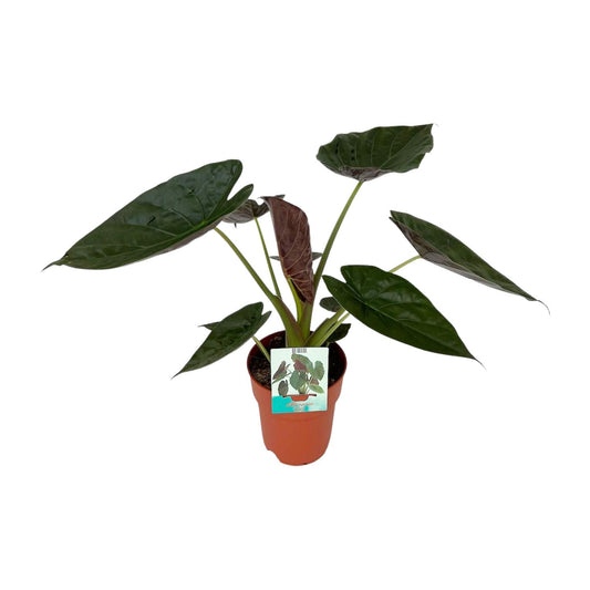 Pfeilblatt – Alocasia Wentii – ↑85 cm – Ø19 cm