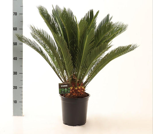 Cycas Revoluta - Ø21cm - ↕75cm - Plantabulous