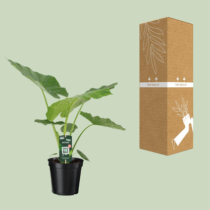 Pfeilblatt – Alocasia Macrorrhiza – 70 cm – Ø19 cm - Plantabulous