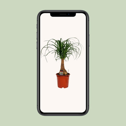 Beaucarnea Nolina - Ø19cm - ↕60cm - Plantabulous