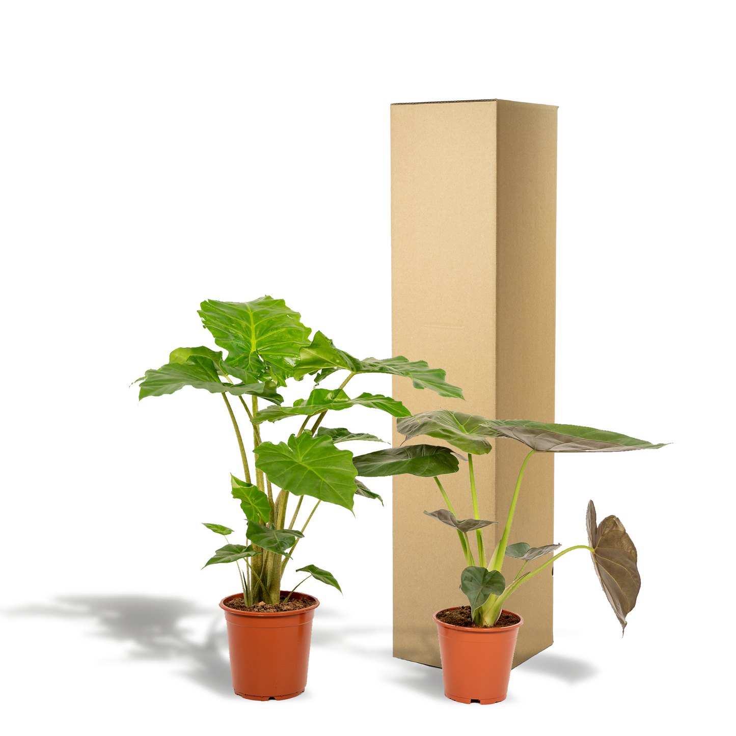 Pflanzen Set – 2 Pflanzen – Alocasia wentii – 60 cm – Ø19 cm – Alocasia portodora – 75 cm – Ø21 cm - Plantabulous
